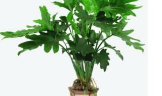 什么植物对甲醛最敏感 什么植物吸甲醛